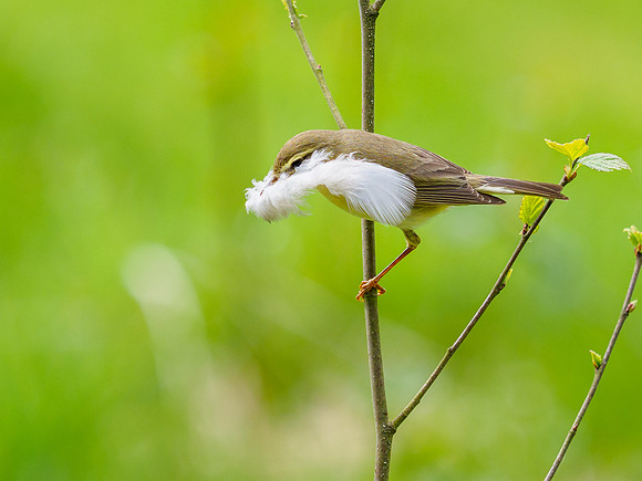 Feather Dancing Willow Warbler