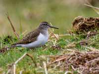 Common Sandpiper (Actitis hypoleucos)
