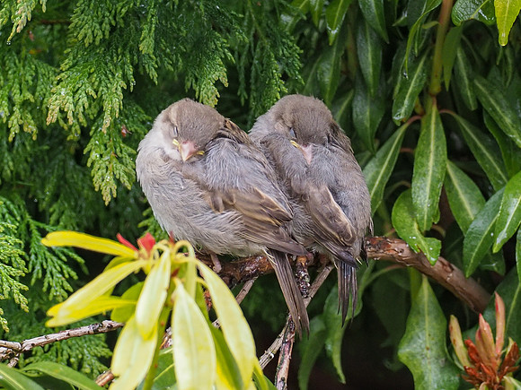 20210524-Garden Birds-EM122680