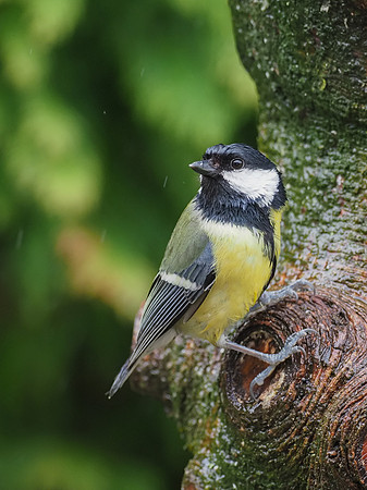 20210524-Garden Birds-EM122703