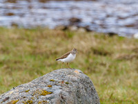 Common Sandpiper (Actitis hypoleucos)