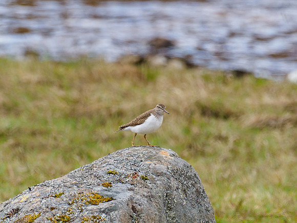 Common Sandpiper (Actitis hypoleucos)