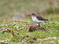 Common Sandpiper (Actitis hypoleucos)