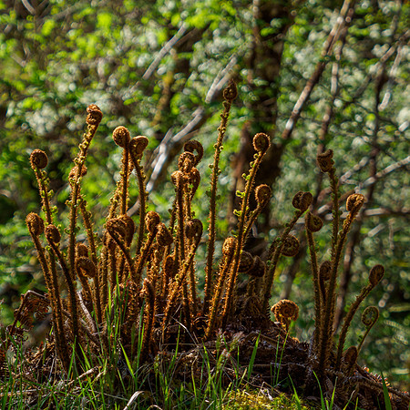 20210530-Glen Coiltie-EM122905