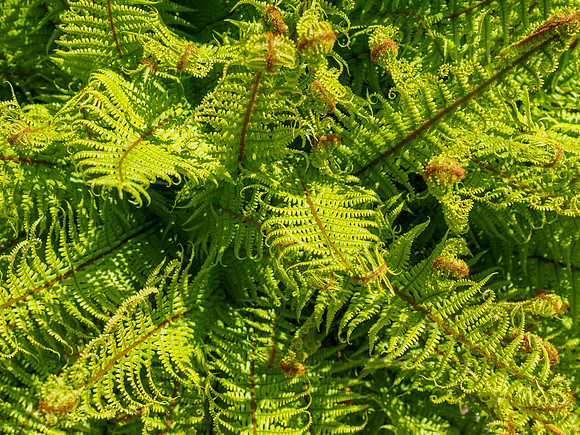 20210529-Balmacaan-EM122869