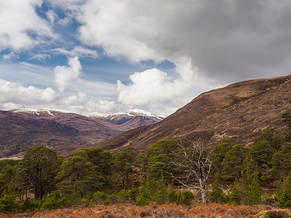Looking to Affric