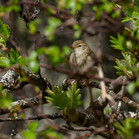 20210515-Glen Cannich-EM122071