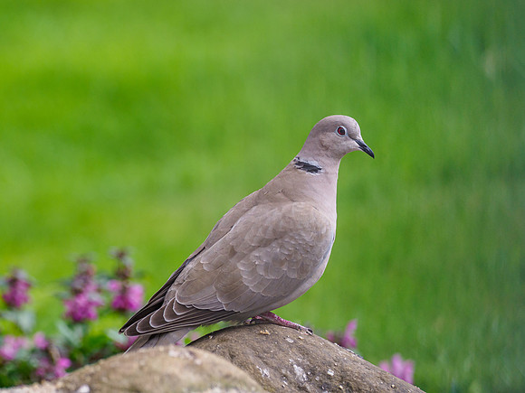 Collared Dove (Streptopelia decaocto)