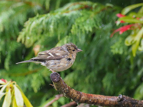 20210524-Garden Birds-EM122698