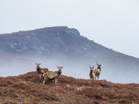 Deery Me!