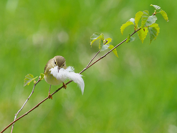 Feather Dancing Willow Warbler