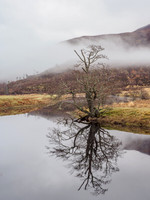 Elderly Alder