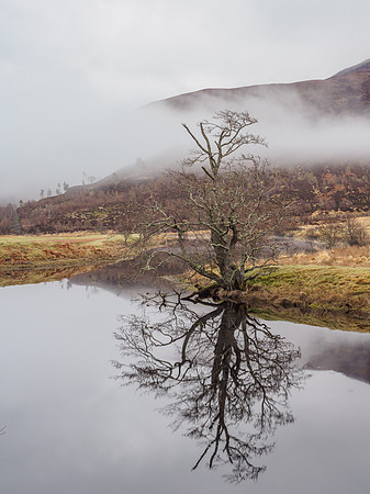 Elderly Alder