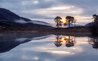 Tree Light