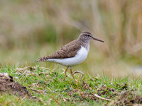 Common Sandpiper (Actitis hypoleucos)