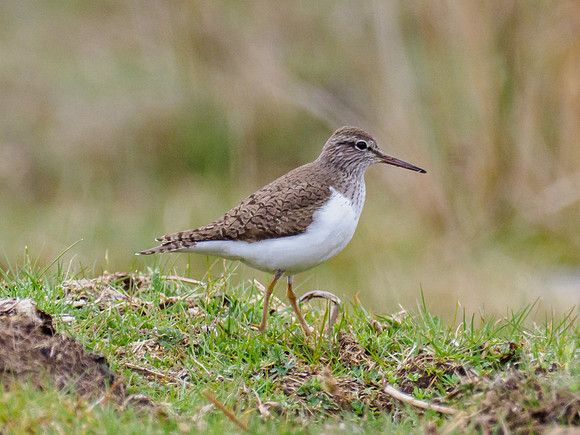 Common Sandpiper (Actitis hypoleucos)