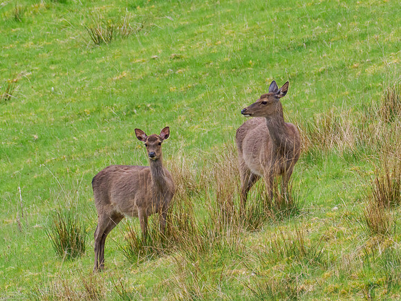 20210523-Sika Deer (Cervus nippon)-EM122612-Edit