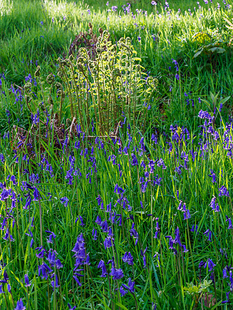 20210525-Bluebells-EM122725