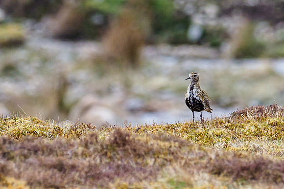 20210502-Glen Cannich-EM121617