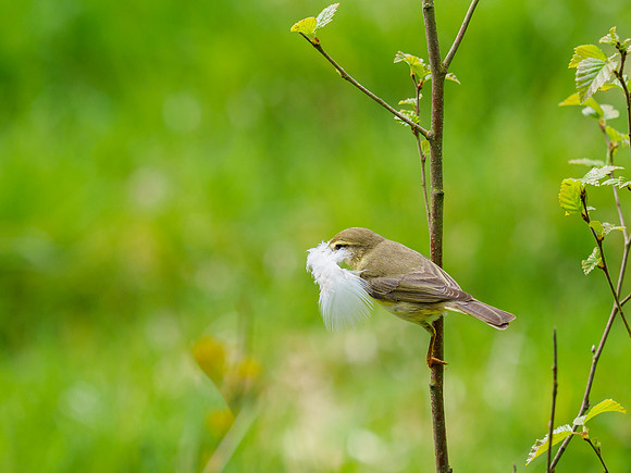 Feather Dancing Willow Warbler