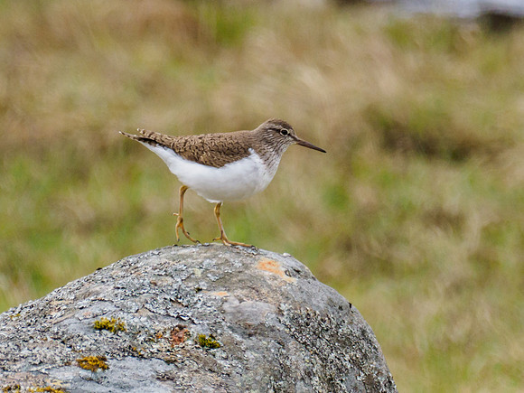 Common Sandpiper (Actitis hypoleucos)