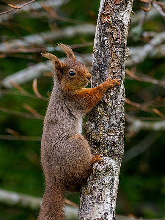 Red Squirrel (Sciurus vulgaris)