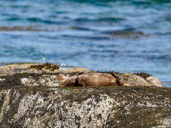 Anotter Day