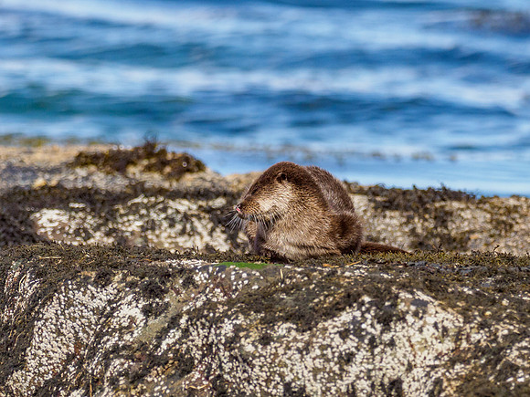 Anotter Day