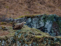 White-tailed Eagle (Haliaeetus albicilla)