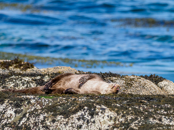 Anotter Day