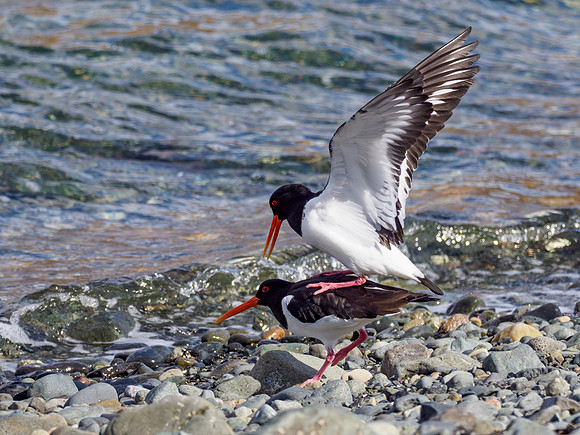 Oyster Catchers at it!