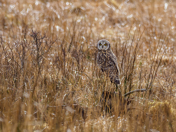 Short-eared Owl (Asio flammeus)