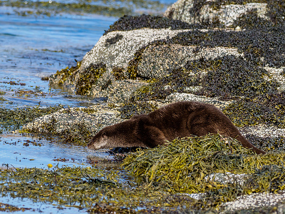 Anotter Day