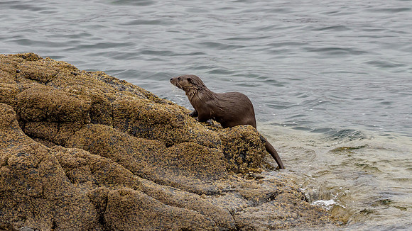 Otter (Lutra lutra)