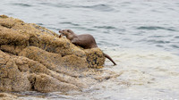 Otter (Lutra lutra)