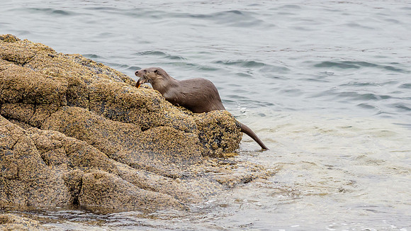 Otter (Lutra lutra)