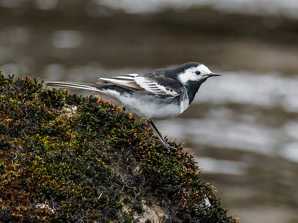 Pied Wagtail (Motacilla alba)