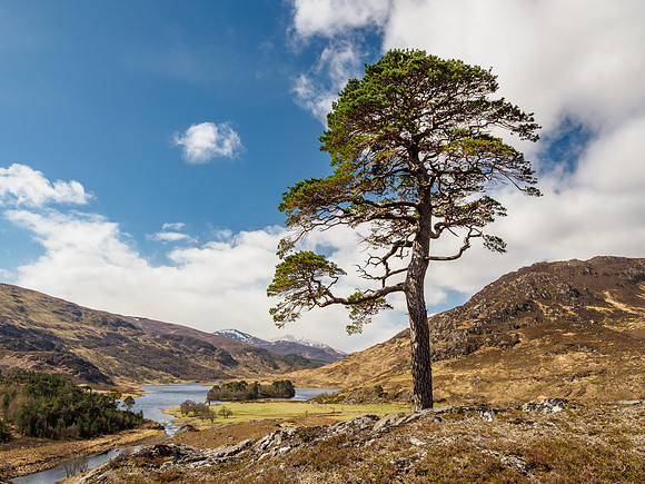 Pauline's Tree