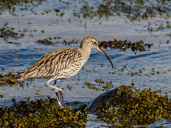 Curlew (Numenius arquata)