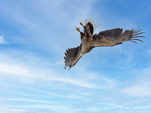 White-tailed Eagle (Haliaeetus albicilla)