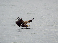 White-tailed Eagle (Haliaeetus albicilla)