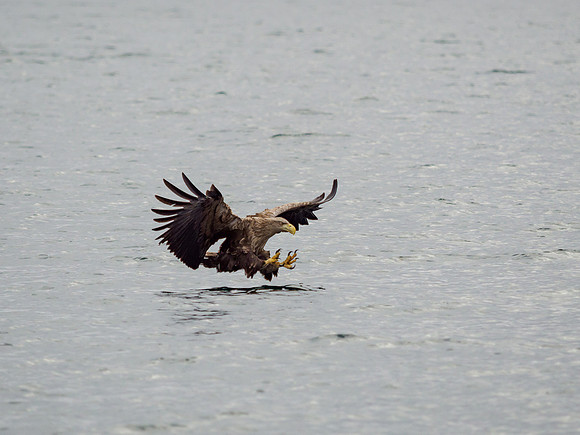 White-tailed Eagle (Haliaeetus albicilla)