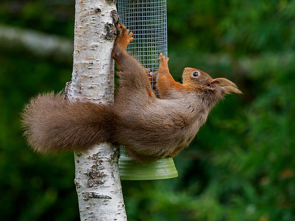 Red Squirrel (Sciurus vulgaris)