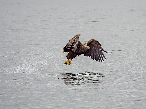 White-tailed Eagle (Haliaeetus albicilla)