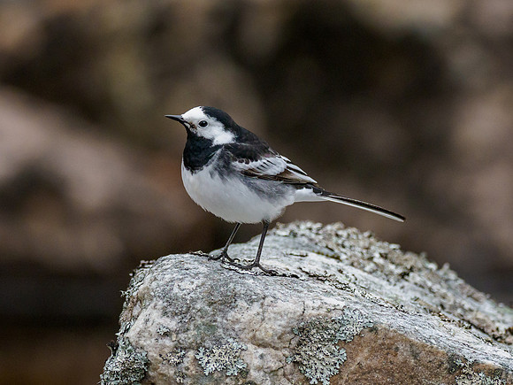 Pied Wagtail (Motacilla alba)