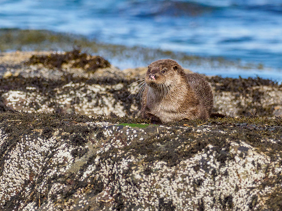Anotter Day