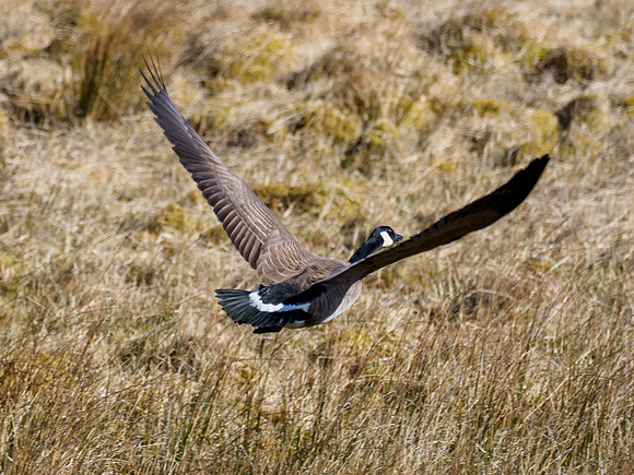 Canada Goose (Branta canadensis)