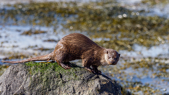 Otter Encounter