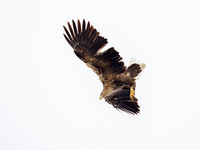White-tailed Eagle (Haliaeetus albicilla)