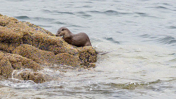 Otter (Lutra lutra)